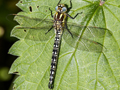 Hairy Dragonfly